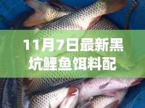 揭秘最新黑坑鲤鱼饵料配方，自然美景之旅与内心的宁静平和探索