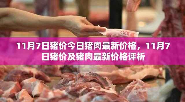 11月7日猪价与猪肉最新价格评析,今日市场动态