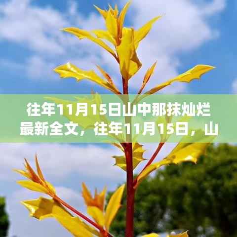 往年11月15日山中那一抹灿烂,心灵与自然的邂逅之旅