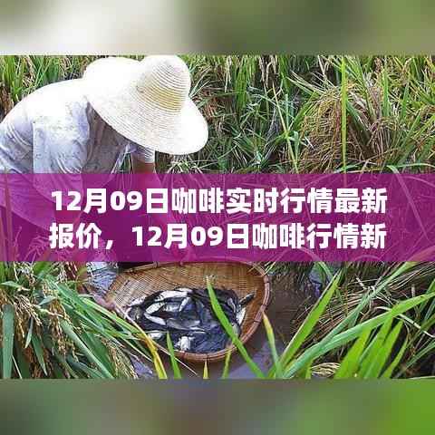 12月09日咖啡行情概览,实时报价与自然的心灵之旅