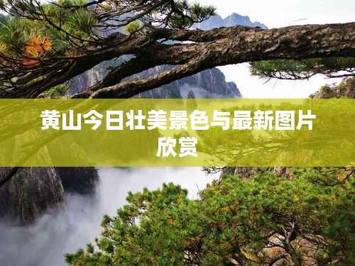 黄山今日壮美景色与最新图片欣赏