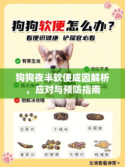 狗狗夜半软便成因解析,应对与预防指南